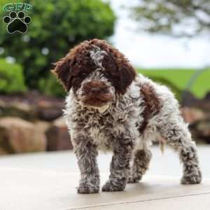Bluey, Lagotto Romagnolo Puppy